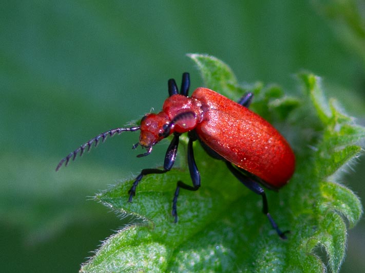 Pyrochroa serraticornis (Red-headed Cardinal Beetle).jpg